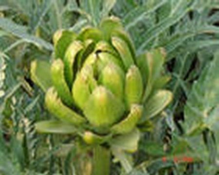 Artichoke Leaf P.E